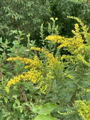 Solidago juncea