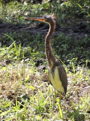 Egretta tricolor