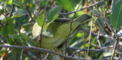 Leiothlypis celata