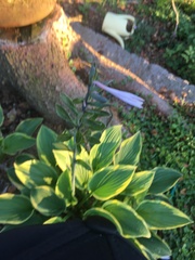 Hosta