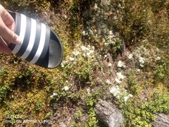 Cladonia rangiferina