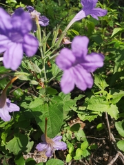 Ruellia nudiflora