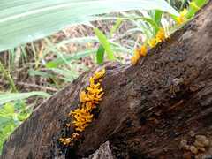 Dacrymyces spathularia