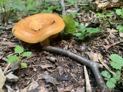 Lactarius peckii