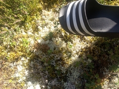 Cladonia rangiferina