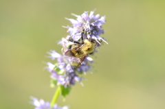 Bombus vagans