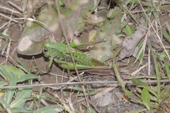 Decticus verrucivorus