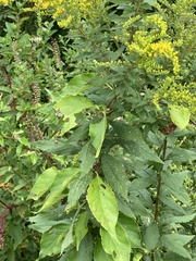 Solidago juncea