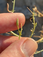 Eulobus crassifolius
