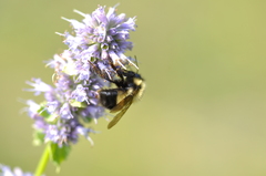 Bombus vagans