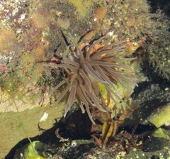 Anemonia viridis