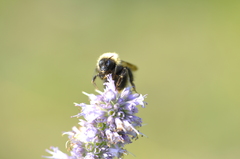 Bombus vagans