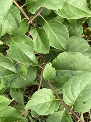 Celastrus orbiculatus