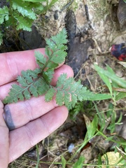 Athyrium