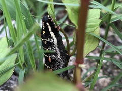 Theretra oldenlandiae