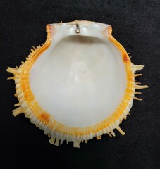 Spondylus americanus