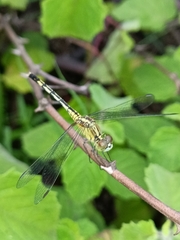 Diplacodes trivialis