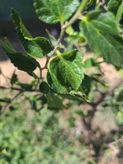 Celtis reticulata