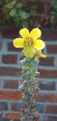 Verbascum pulverulentum