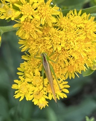 Conocephalus fasciatus