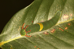 Polyura