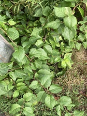 Celastrus orbiculatus