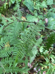 Athyrium