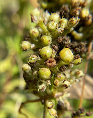 Cuscuta coryli