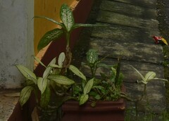 Aglaonema commutatum