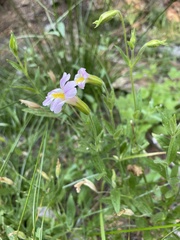 Erythranthe erubescens