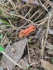 Pseudocolus fusiformis