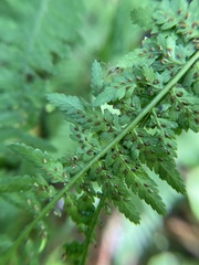 Athyrium