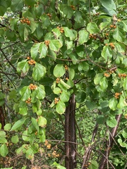 Celastrus orbiculatus