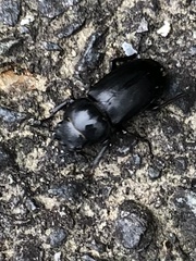 Dorcus rectus rectus