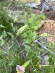 Erythranthe erubescens