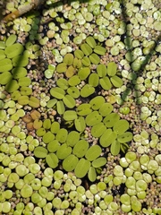 Salvinia natans