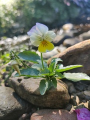 Viola tricolor