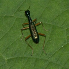 Neocollyris