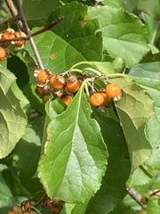 Celastrus orbiculatus