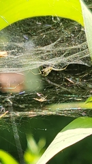 Frontinella pyramitela