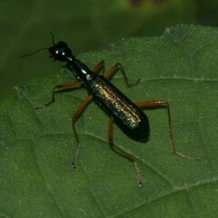 Neocollyris