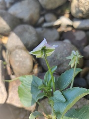 Viola tricolor