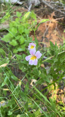 Erythranthe erubescens