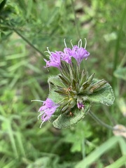 Elephantopus tomentosus