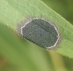 Asteromyia euthamiae