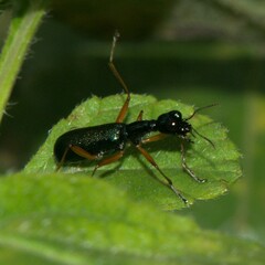 Neocollyris