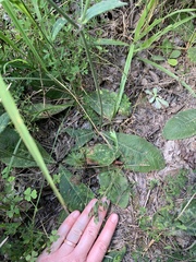 Elephantopus tomentosus