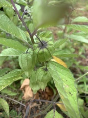 Physalis