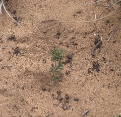 Indigofera heterophylla