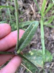 Elephantopus tomentosus